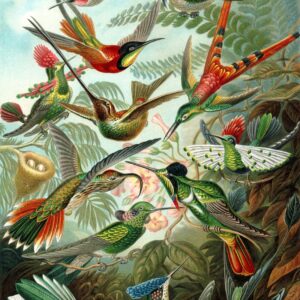 Fotomural de Papel tapiz XL pájaros verde selva tropical